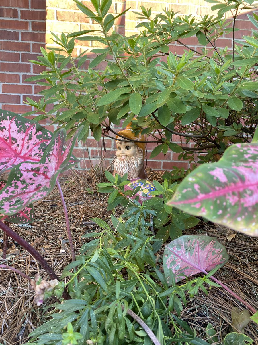 SSCottageBlog's tweet image. Caladiums are my new fav summer bulb and here’s why! simplysoutherncottage.com/2022/07/25/thr… #gardening #GardeningTwitter