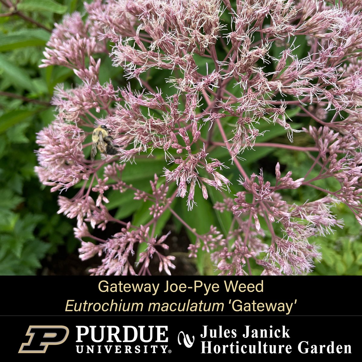 PurdueHortLA's tweet photo. This week in the Jules Janick Horticulture Garden:
* Blue Planet Floss Flower *
* Gateway Joe-Pye Weed *
* Midnight Marvel Hibiscus *
* Tango Orange Hummingbird Mint *
#JJHGTuesday #PurdueHLA #PurdueAg
#PicturePurdue #Horticulture #FlowersMakeMeHappy
#PlantLove #GardenInspiration https://t.co/zPmbzCynA0