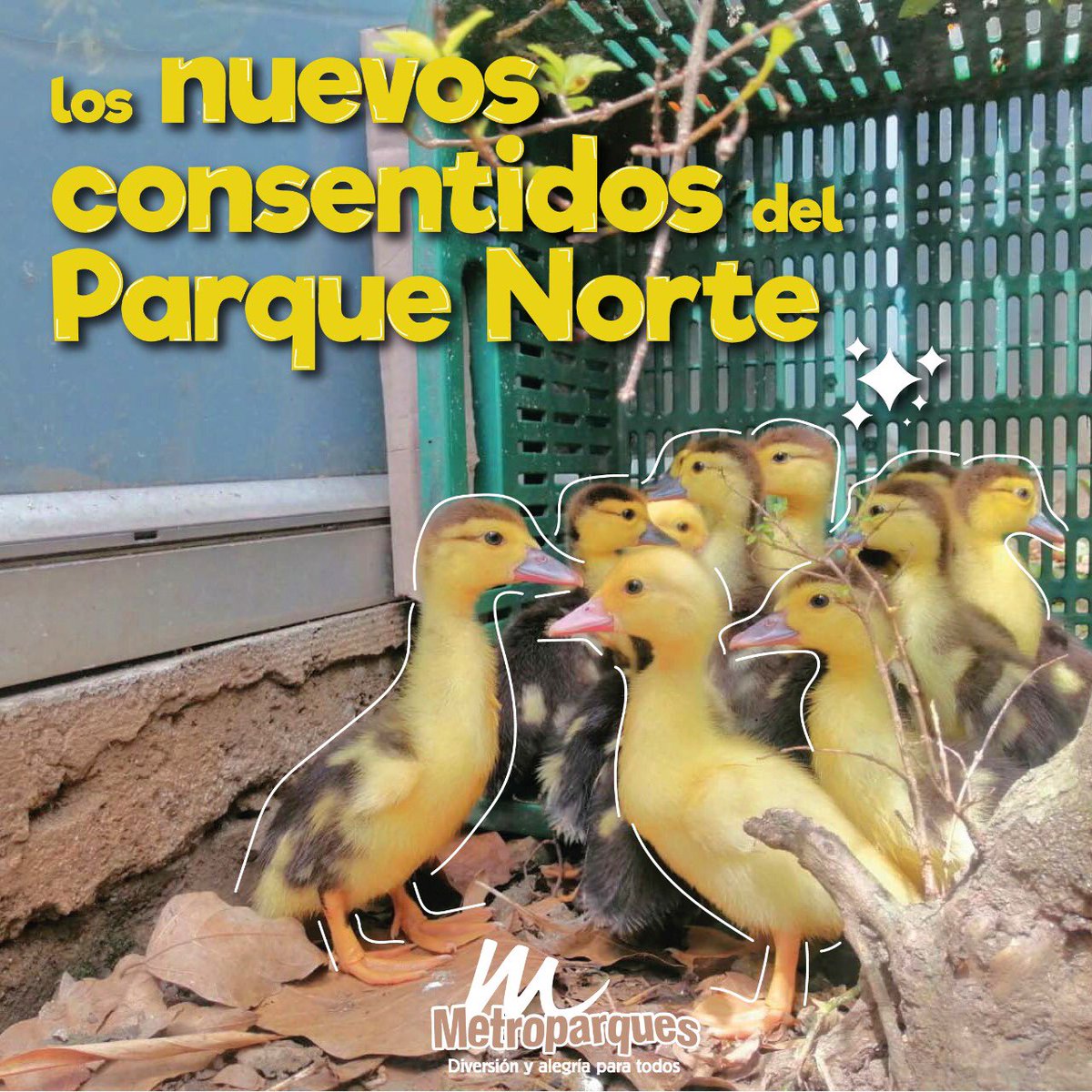 MetroparquesM's tweet image. Cairina Moschata, conocido como pato criollo de la familia Anatidae originaria de América tropical y su área de distribución abarca desde México hasta el centro de Argentina y Uruguay, lo puedes avistar en el Parque Norte ❤️