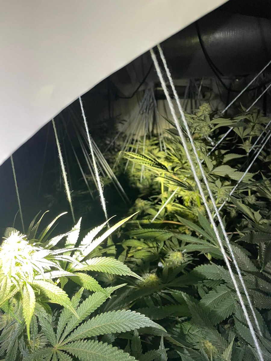 Ex8536 (@previously8536) on Twitter photo Late update, ASO HERRERO reports
4 floors of cannabis being grown and now dealt with.
Northern powergrid attended to make power supply safe
@wyp_kdspecials
@wyp_specials
<a href="/WYP_HBrear/">Superintendent Helen Brear</a> Late update, ASO HERRERO reports
4 floors of cannabis being grown and now dealt with.
Northern powergrid attended to make power supply safe
@wyp_kdspecials
@wyp_specials
<a href="/WYP_HBrear/">Superintendent Helen Brear</a>