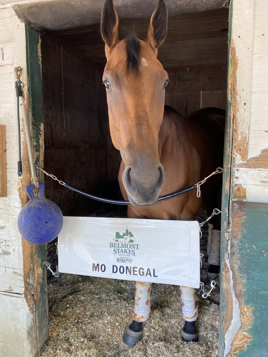 I wonder if this filly knows she’s Rather Special (‘20) to get those webbings. Also her grand-dam and Sire both won that same race! As if that isn’t enough, her Granddad is the late great Galileo 🤩#ragstoriches #americanpharoah #modonegal #earsfordays #teamtap