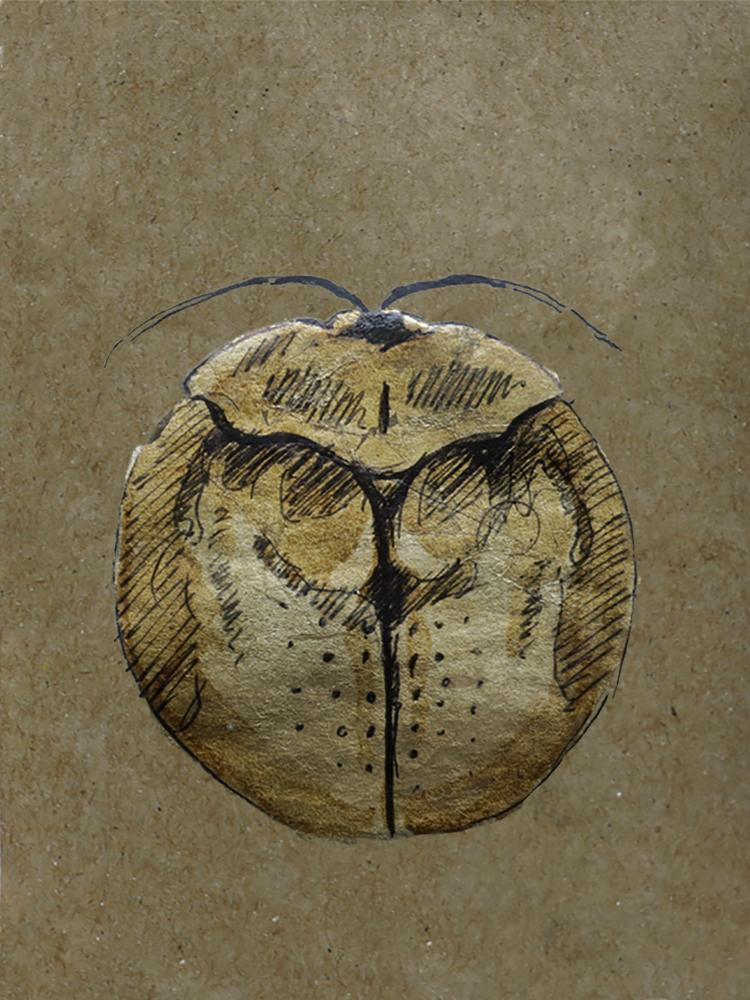 BryanJ_Romero's tweet photo. @lilkooky32 @haningwaslost #5. DISCOMORPHA WAEHNERI
- #InsightCollection -
-They can measure between 4-6 cm.
-The female is larger.
-Its transparent wings are characteristic.
🏆
1/1
25 $XTZ
#tezos
#1of1
#CleanNFT
#GoldBugs
#Nimbo https://t.co/3KtcBYKvRz