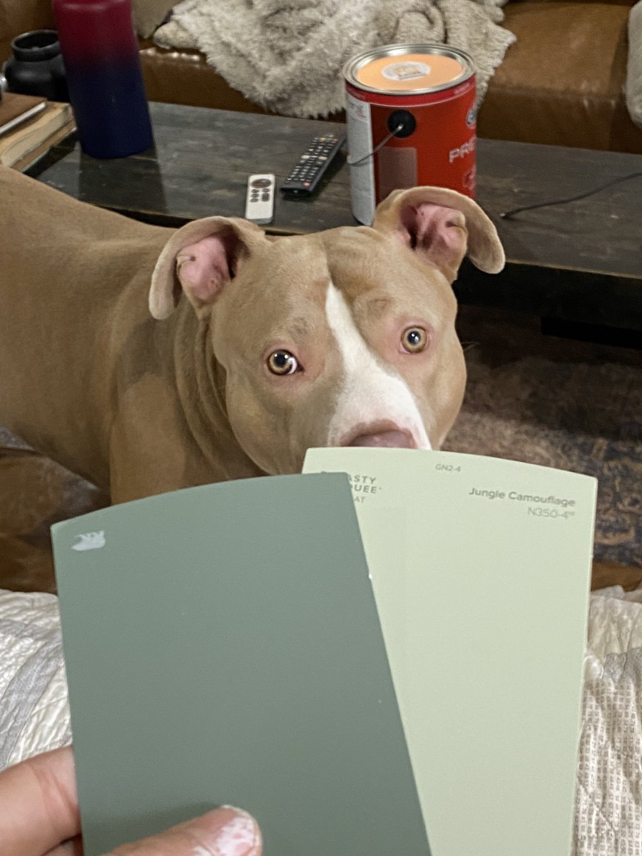 kellybinx's tweet photo. Debating between paints. 
Rhino helped picked his favorite https://t.co/1ymowIphBr