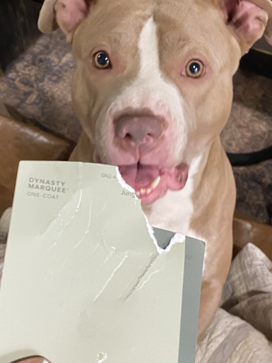 kellybinx's tweet photo. Debating between paints. 
Rhino helped picked his favorite https://t.co/1ymowIphBr