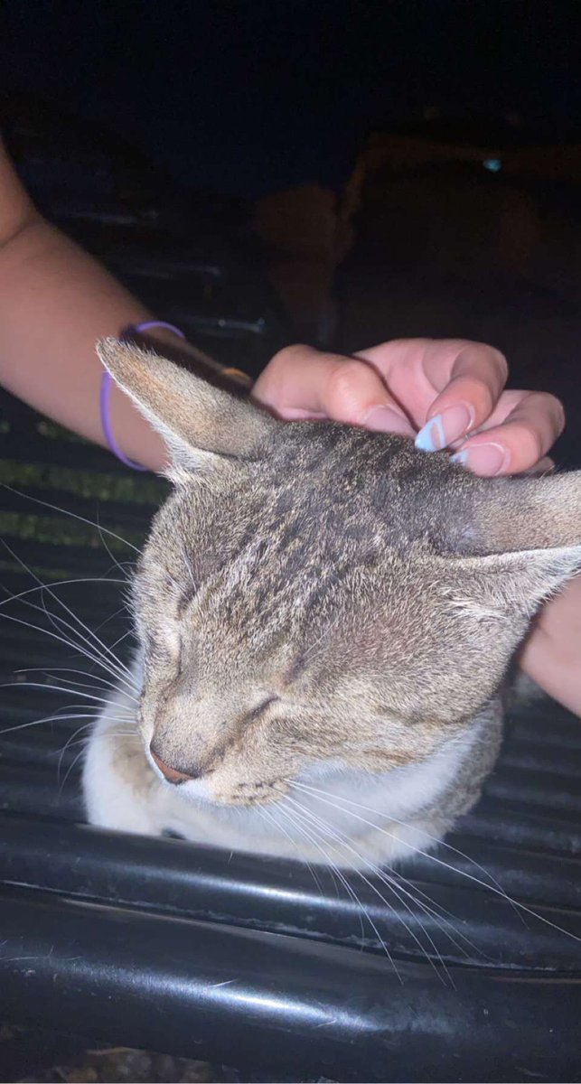 ajla, aens &amp; this random cat we saw