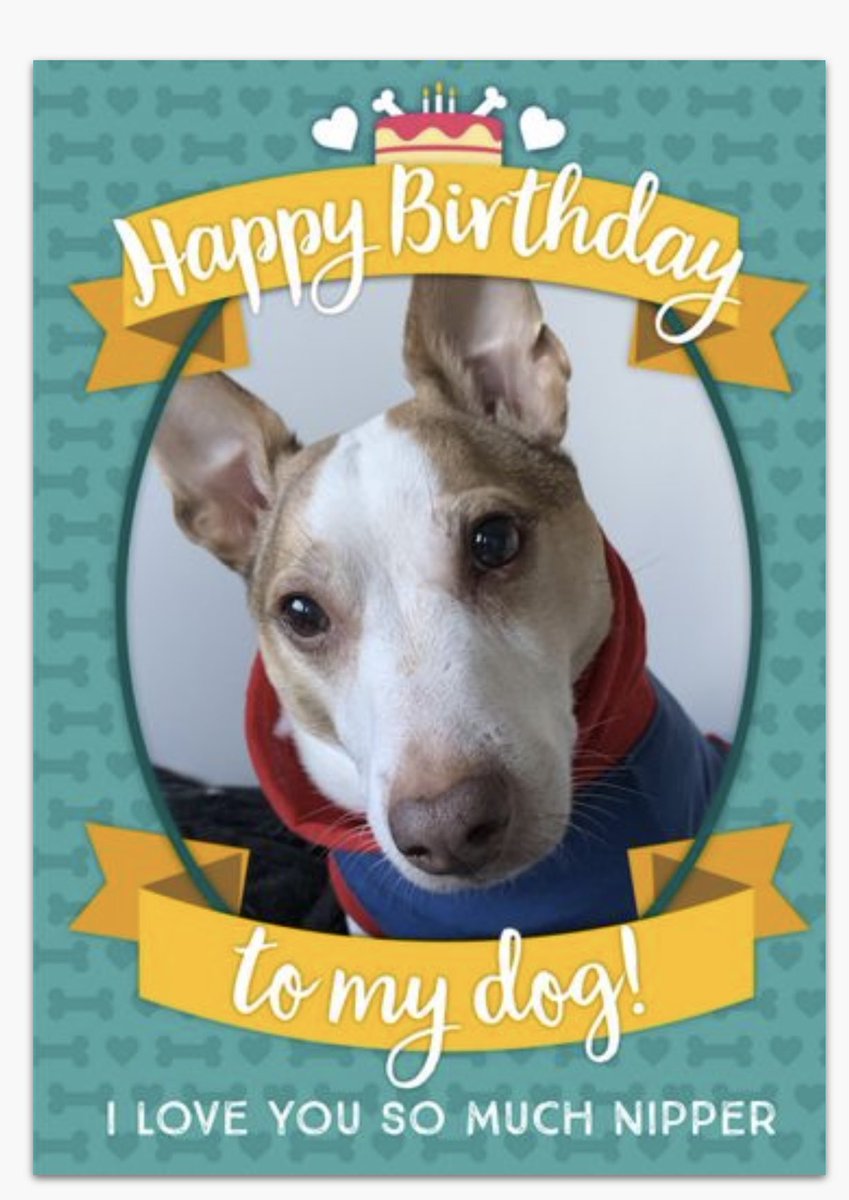 Prince_Moo_Moz's tweet photo. Nipper - 14 years young today ❤️🐶 https://t.co/PhUhs73Uc1
