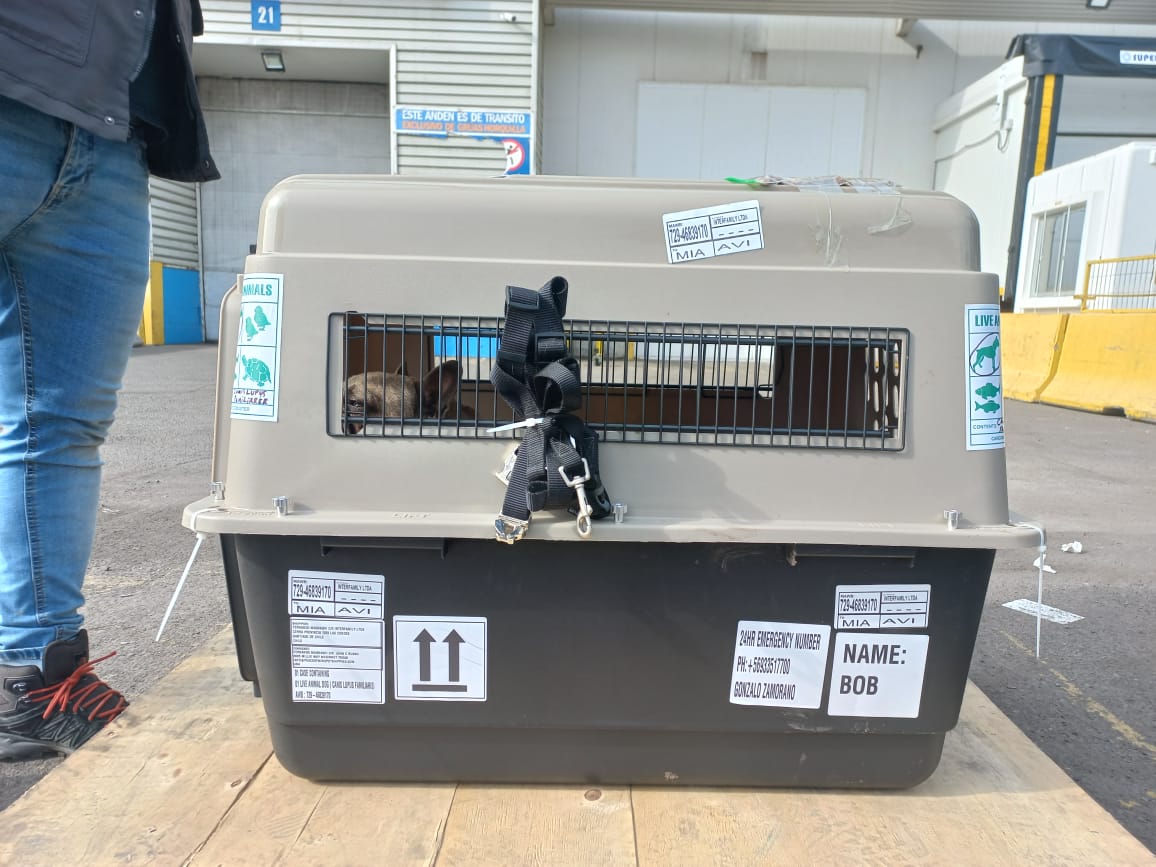 Controlc_chile's tweet image. fotografías de embarque de hoy lunes 25/07, destino Miami, Estados Unidos.
Nuevamente agradecer a nuestro cliente Interfamily por confiar en nuestros servicios logísticos para el movimiento seguro de animales vivos  #exportación #chile #mascotas #avion #Miami  #EstadosUnidos