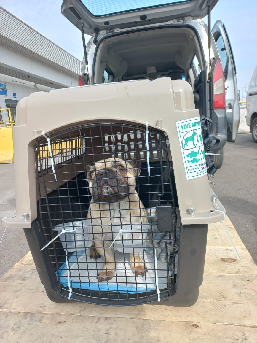 Controlc_chile's tweet image. fotografías de embarque de hoy lunes 25/07, destino Miami, Estados Unidos.
Nuevamente agradecer a nuestro cliente Interfamily por confiar en nuestros servicios logísticos para el movimiento seguro de animales vivos  #exportación #chile #mascotas #avion #Miami  #EstadosUnidos