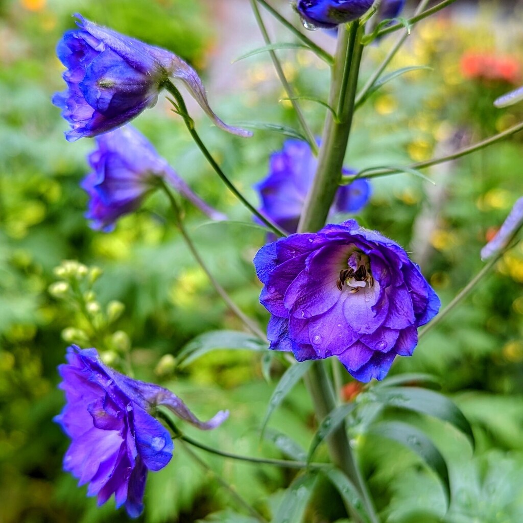 DebbieMolle's tweet photo. She blooms! 

# delphinium #flowers #nature #naturephotography #naturelovers #summer #photo #flowerstagram #flower #flowerphotography #flowersofinstagram #macrophotography #macro #naturelover #garden #flowerpower #nature_perfection #flowerslovers #macro_… https://t.co/XU6zMWIqBH https://t.co/BJyYBH4JQq