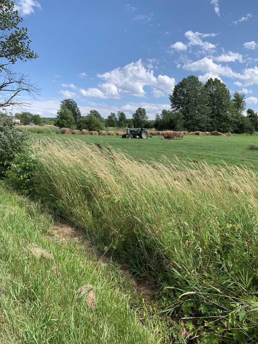 chrisdeelena's tweet photo. Went for a walk today and this is the beautiful scenery that I enjoyed. How lucky am I? 🐿🛶🕶🦆🐜🕷🐾🌼🏊‍♀️🏄🏼‍♂️#vermont #rurallife #lakechamplainislands #islelamotte https://t.co/8WmQdRDbU1
