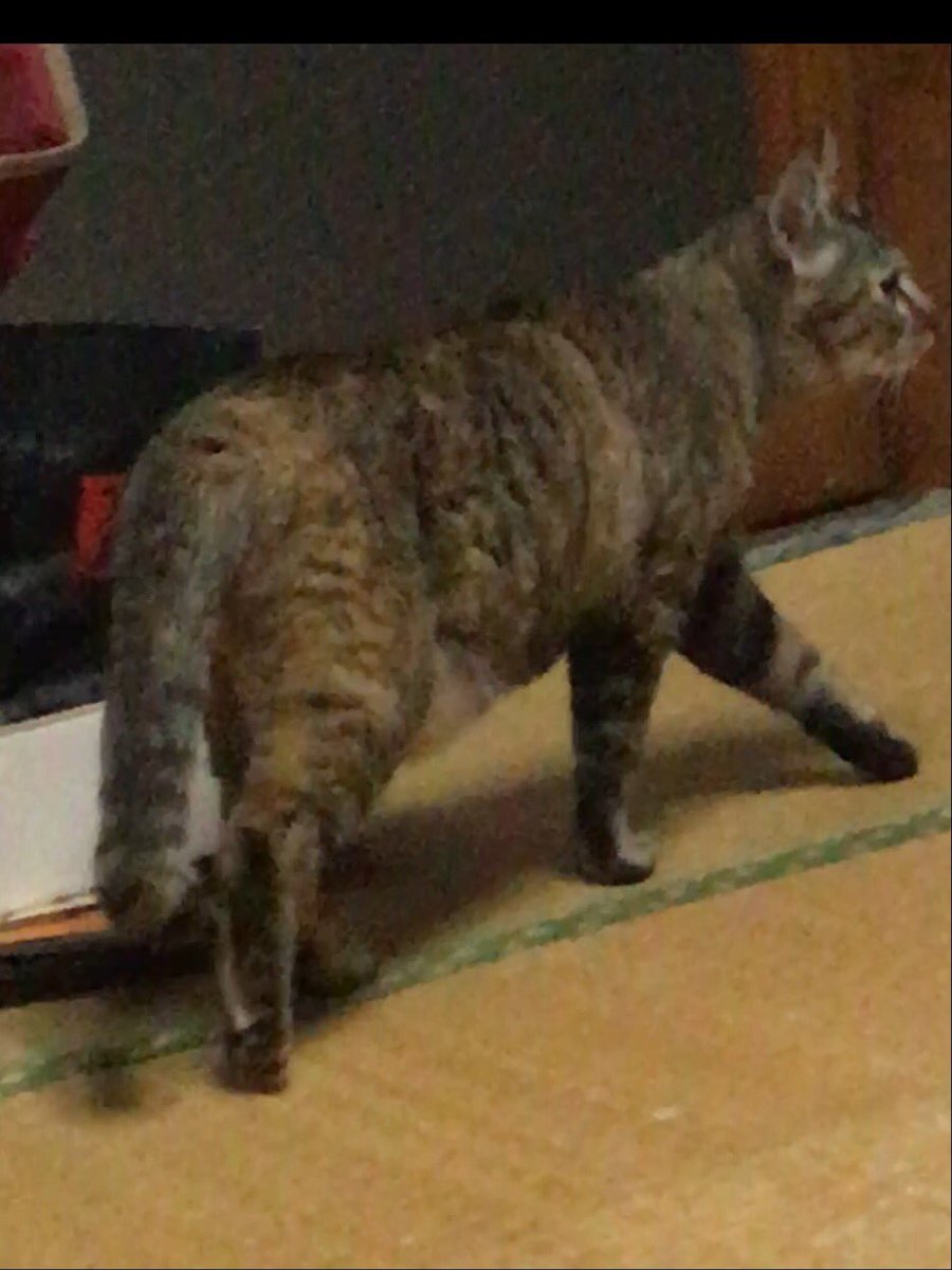 タグ 麦わら猫 の注目ツイート メガとんトラック