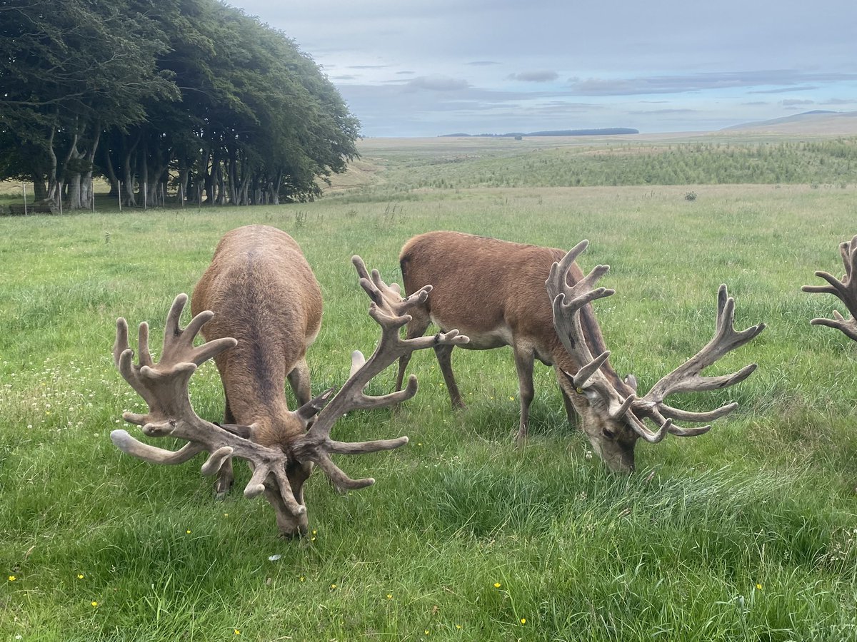 John Goffin tweet media