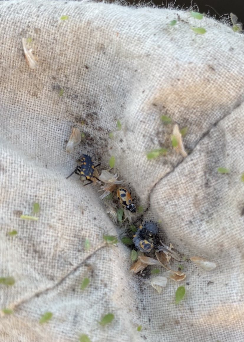 When out sweeping for aphids, be sure to keep an eye out for beneficials too. These photos show lady bugs, and lady bug larvae which will feed on aphids and help protect your crop. @GMacsAgTeam @WinFieldCanada #WestCdnAg #WUCacademy