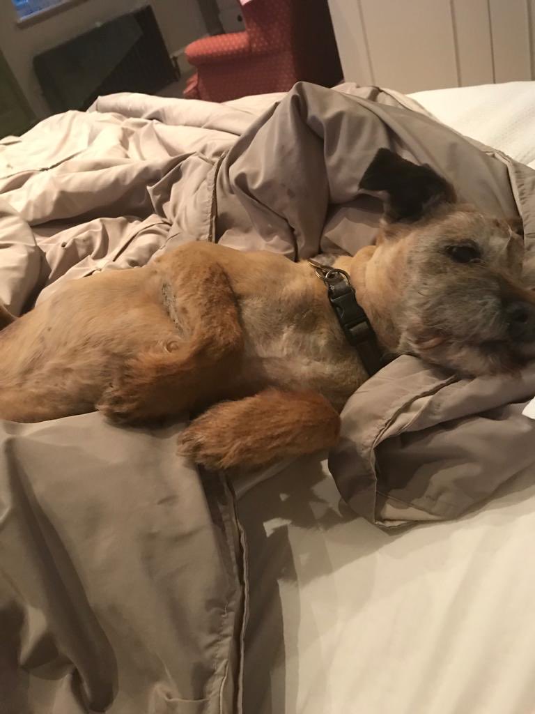 rupert bell tweet media