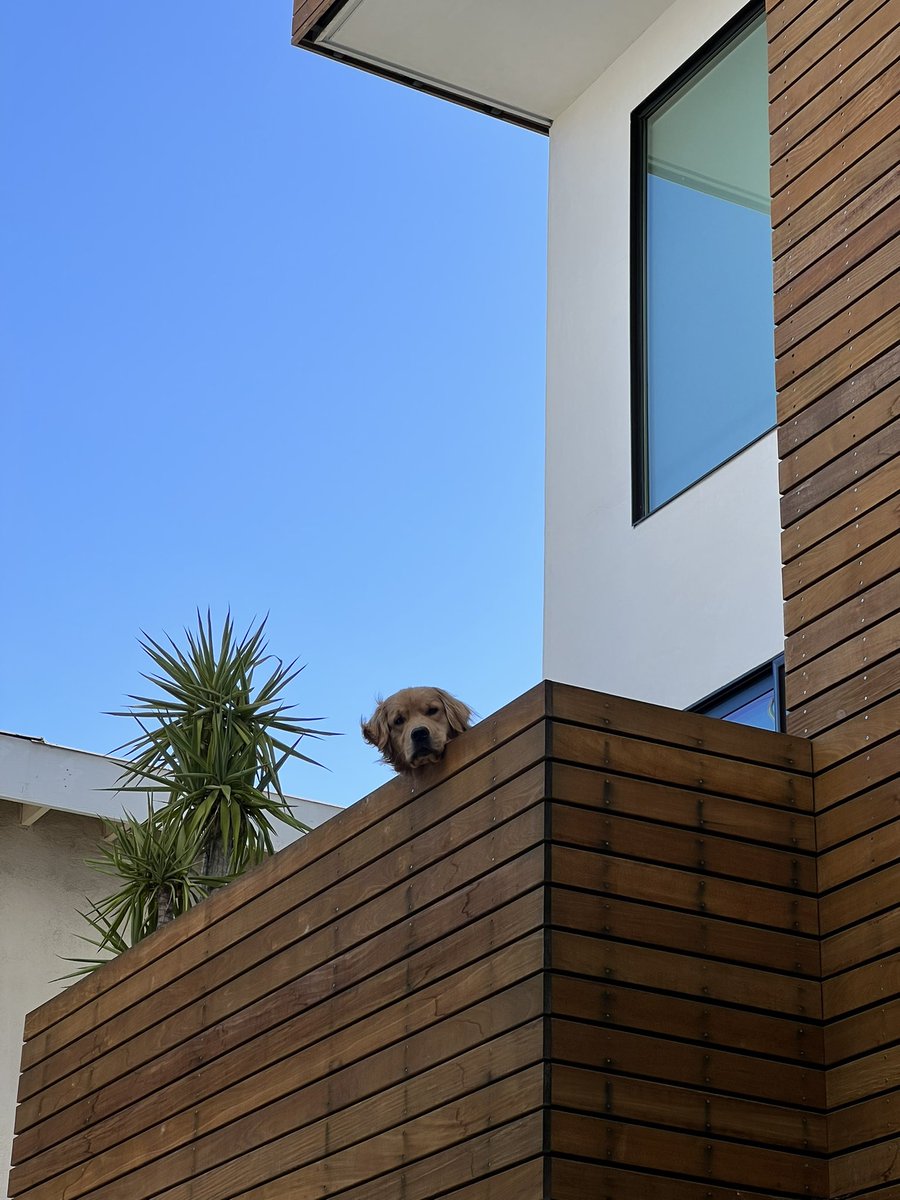 JadenHossler's tweet photo. just look at this dog https://t.co/hzbvk2cK9I