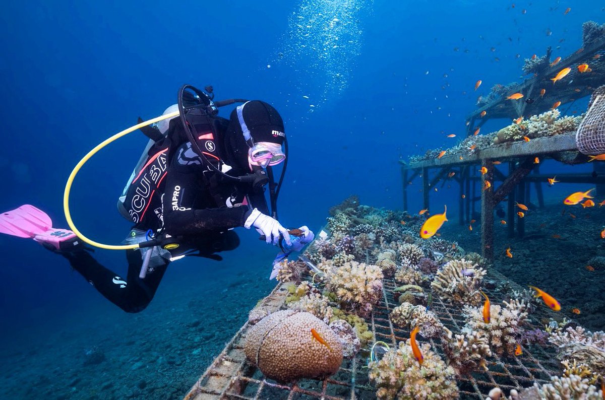 RedSeaReeforg's tweet photo. The Red Sea Reef Foundation would like to highlight the research of last year's grants winners, starting with PhD candidate Naama-Rose Kochman of Hebrew University, Israel. Naama's RSRF grant helped support her study of the energetic state and function of Red Sea corals under the https://t.co/q558beTwmp