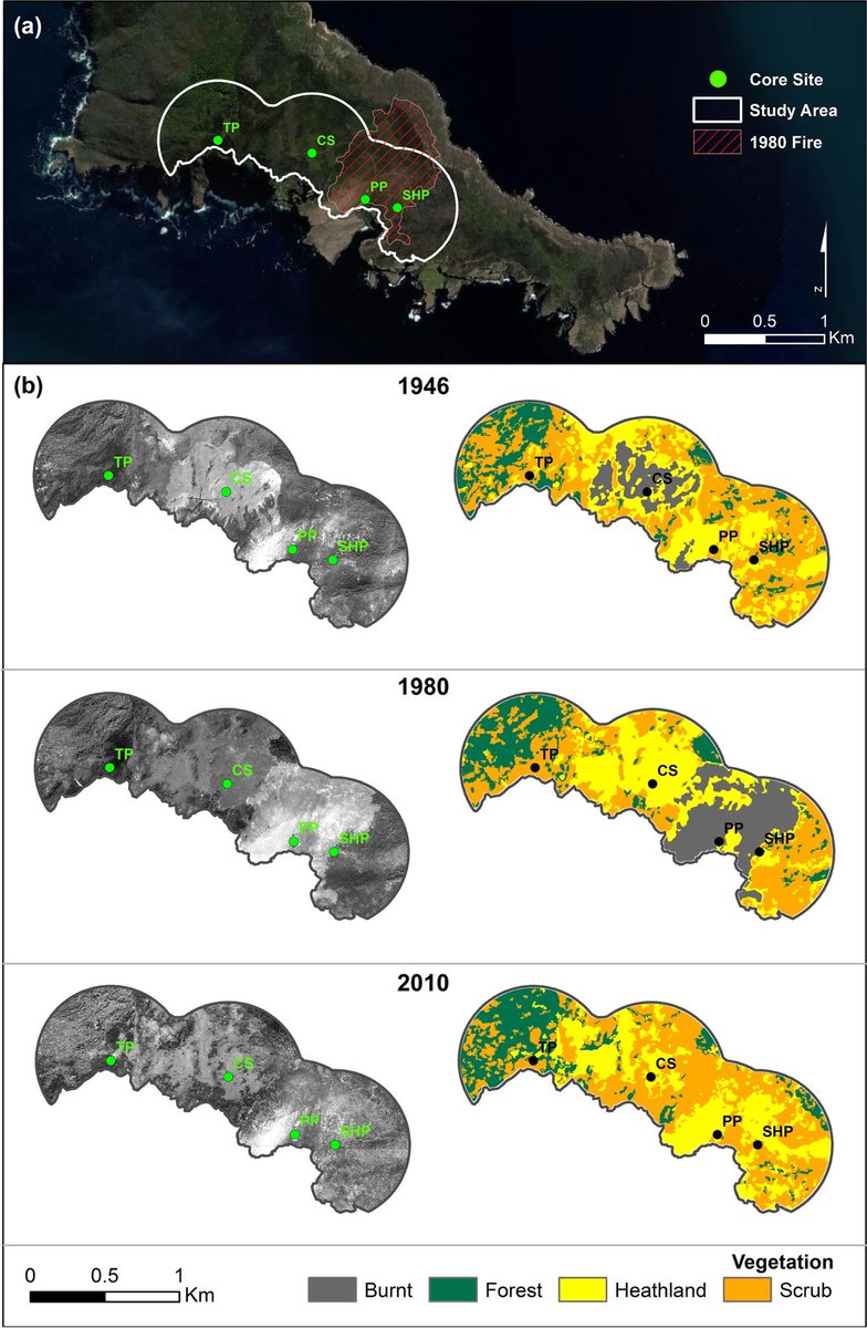 We (myself, @thatpollenguy et al) use palaeoecology, aerial imagery and historical account in our new OA study to reveal ecosystem transformation following the cessation of Indigenous land use in the Tasman Peninsula. Link: link.springer.com/article/10.100…