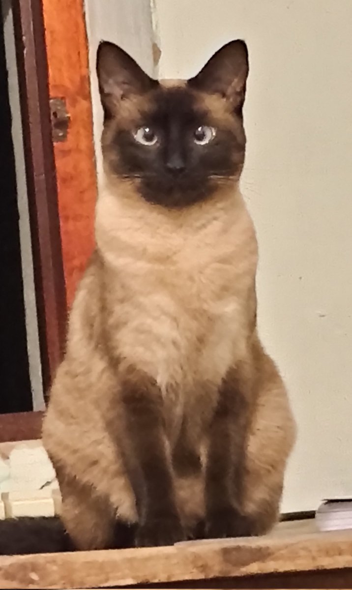 Michi Meownard Keynes tweet media