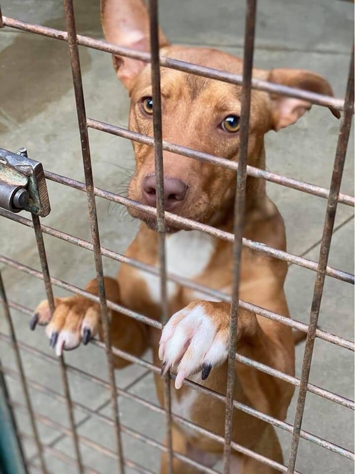 asoc_recal's tweet image. 💔SHULA💔

Nos sentimos muy triste verte así, pequeña.

Es mucho tiempo ya entre rejas, y seguimos buscando un hogar para ti.

Esta mix de podenco es dulce y cariñosa.

¡No nos daremos por vencidos!

Teléfono Recal Perros: 695 783 764(SÓLO WHATSAPP)o Mensaje Privado.