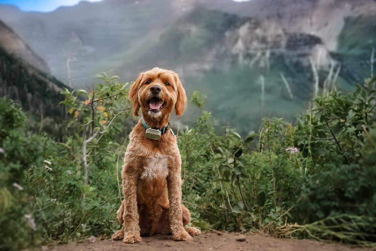 mountain lovin’
#dogsofinstagram #dogphotography #DogsOnTwitter