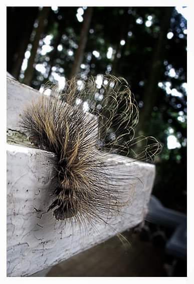 Deni_Rahadian's tweet photo. GM
Punky Caterpillar... 🤟 https://t.co/3Yh09Pd6se