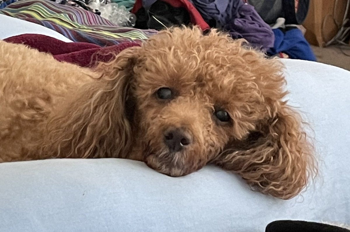 My dog, Cinnabun and I hankering for a #cinnabon right about now! #bettercallsaul