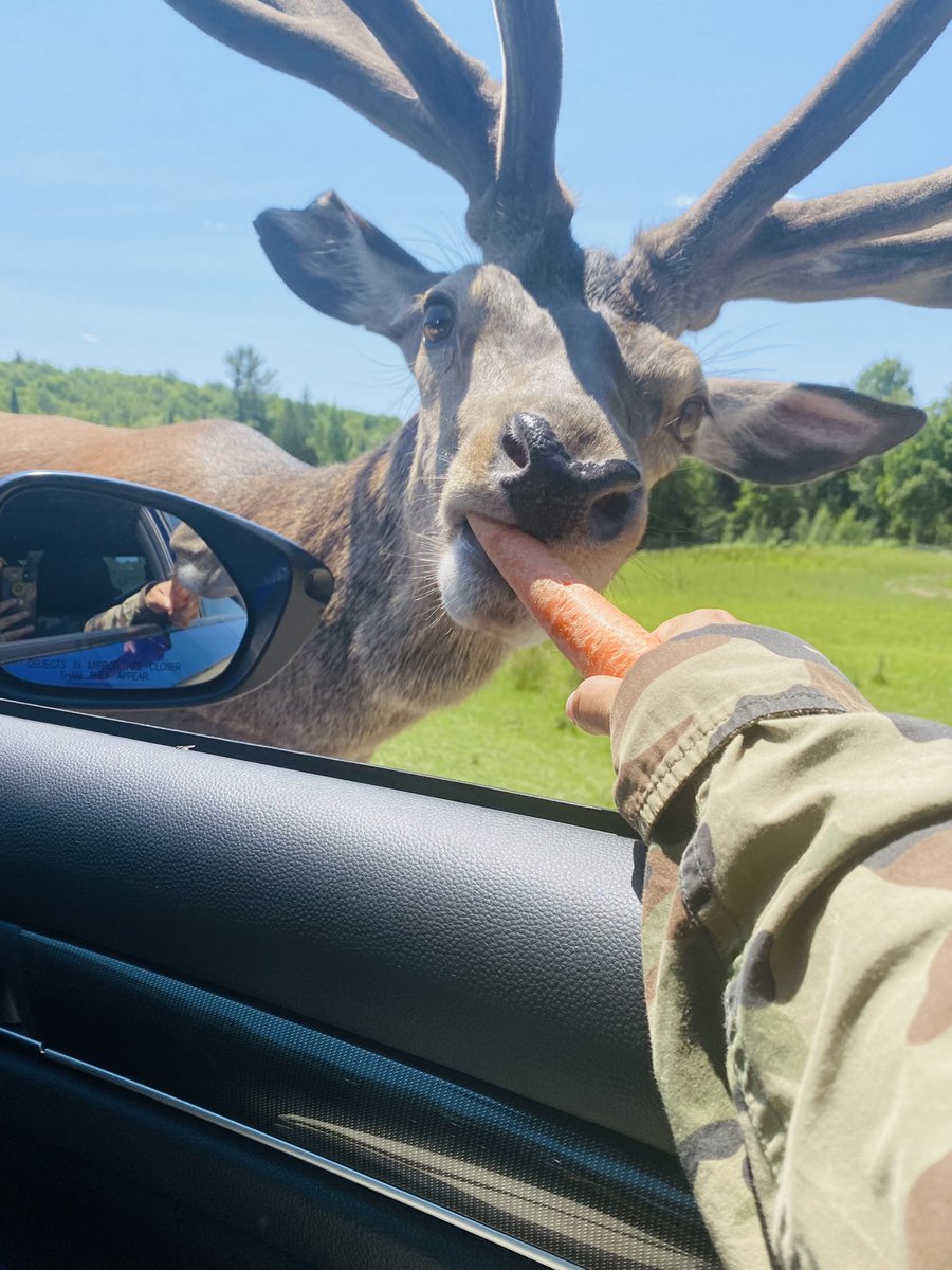 valdes_meylin's tweet image. Linda noche familia , acá les dejo imágenes del parc Omega @parcomega se los recomiendo excelente lugar para disfrutar #Canada @DervysCuba @YanelRNieves @elbrujolegal @barbara_bitar @Siul2025 @CubanDollBaby @unpoetaahi @Gaia_GIg @AimeDespaigne @AimeCalle #Canada #ParcOmega
