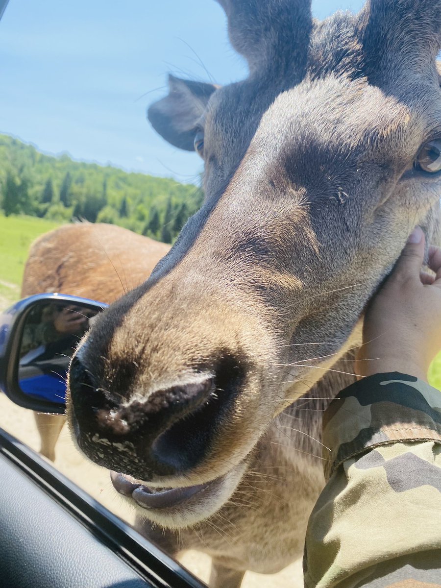 valdes_meylin's tweet image. Linda noche familia , acá les dejo imágenes del parc Omega @parcomega se los recomiendo excelente lugar para disfrutar #Canada @DervysCuba @YanelRNieves @elbrujolegal @barbara_bitar @Siul2025 @CubanDollBaby @unpoetaahi @Gaia_GIg @AimeDespaigne @AimeCalle #Canada #ParcOmega