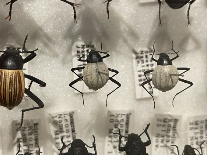 俺の好きな奴ら! 