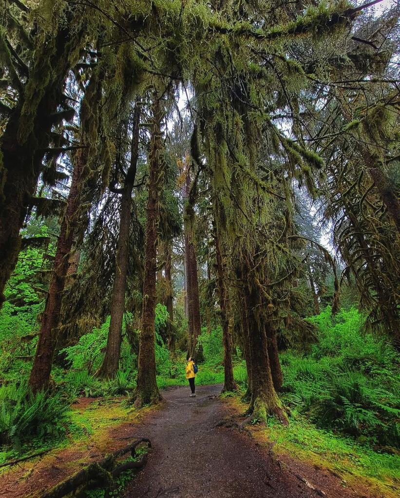 Exploring the #HallofMosses trail in the #HohRainforest with <a href="/jess/">Jessica Verrilli</a>.kat.explores 🤩

#VisitPortAngeles #OlympicNationalPark instagr.am/p/CgdYYKdLXoU/