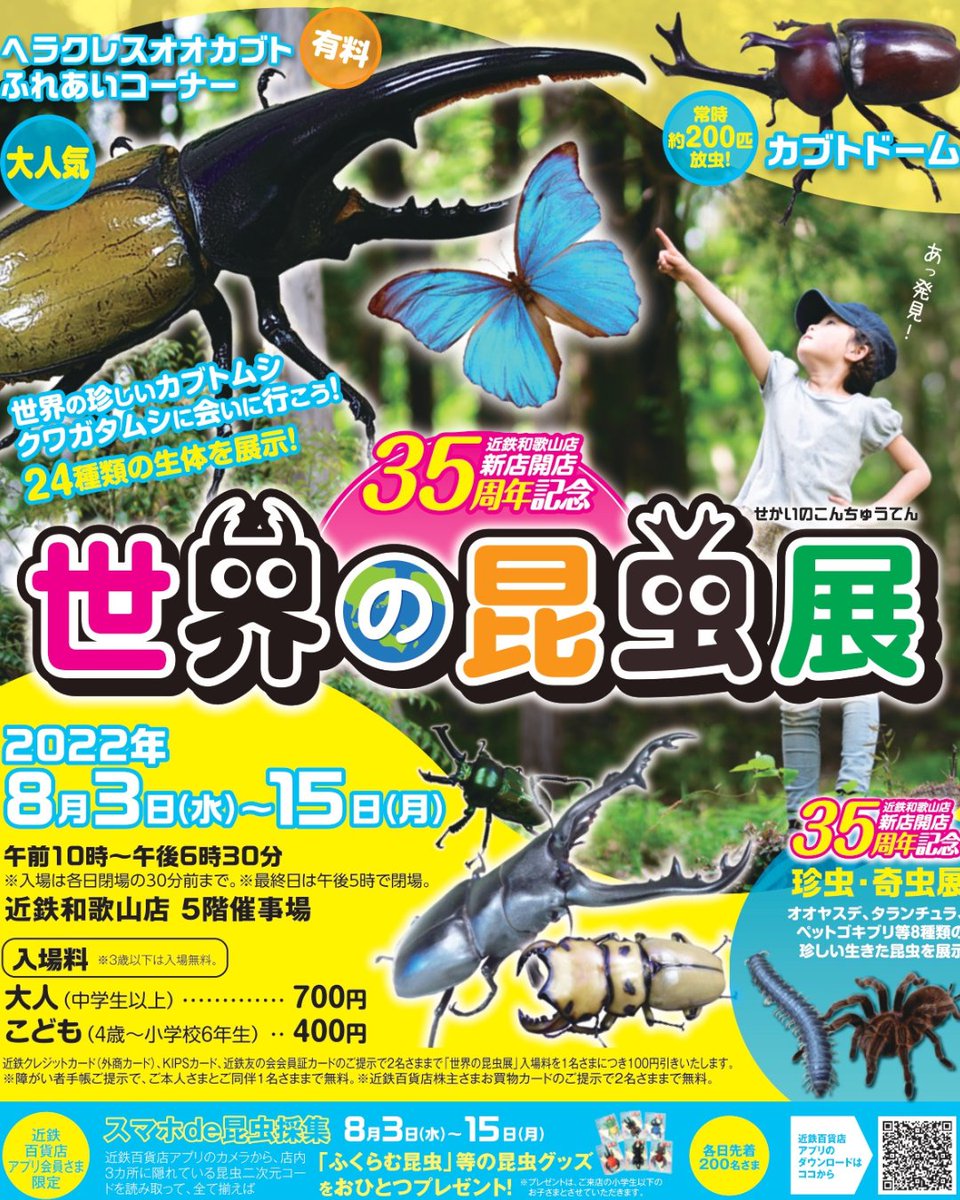 中国雲南省産クワガタ標本 タイワンネブトクワガタ３５ミリup 送料無料キャンペーン