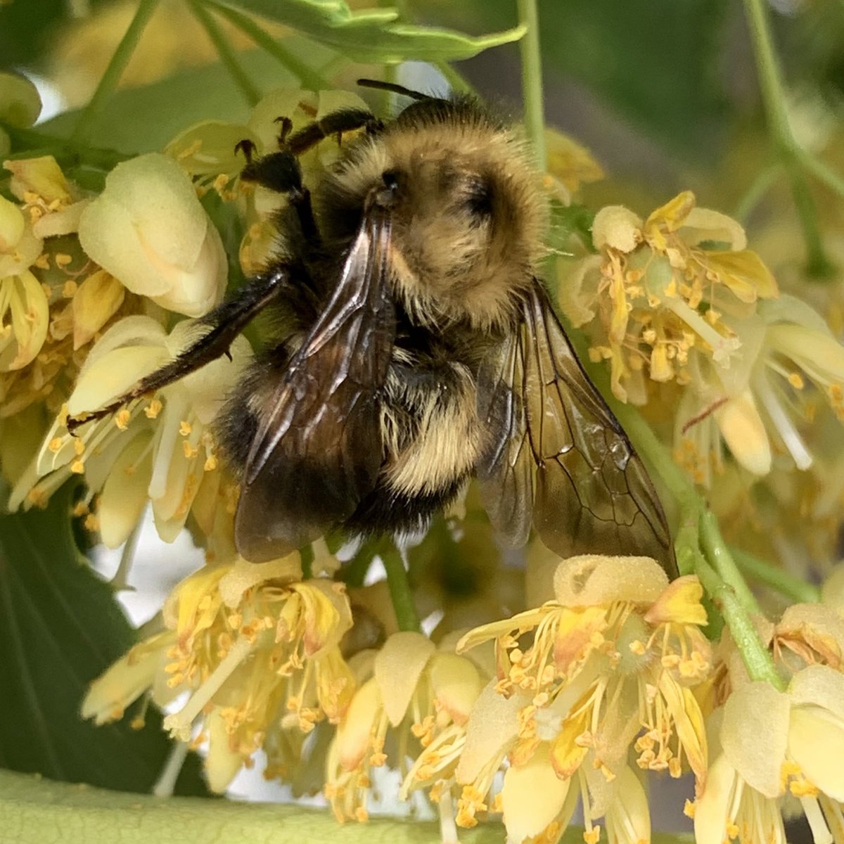 canadachandra's tweet photo. You can literally hear what the buzz is about around my mom’s Linden tree. What an amazing place to spot #bees!
I was able to identify at least 4 different species. It made my heart happy to see so many buzzing around. 💛🐝
#lindentree #pollinators #insect #yeg https://t.co/aQDgdTwe9y