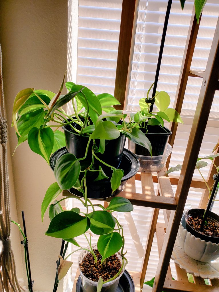 literallyleaves's tweet photo. Let's sun stress this just a liiiiil👀 

#philodendron #brasil #planttwitter https://t.co/h1ivWEq5Jy