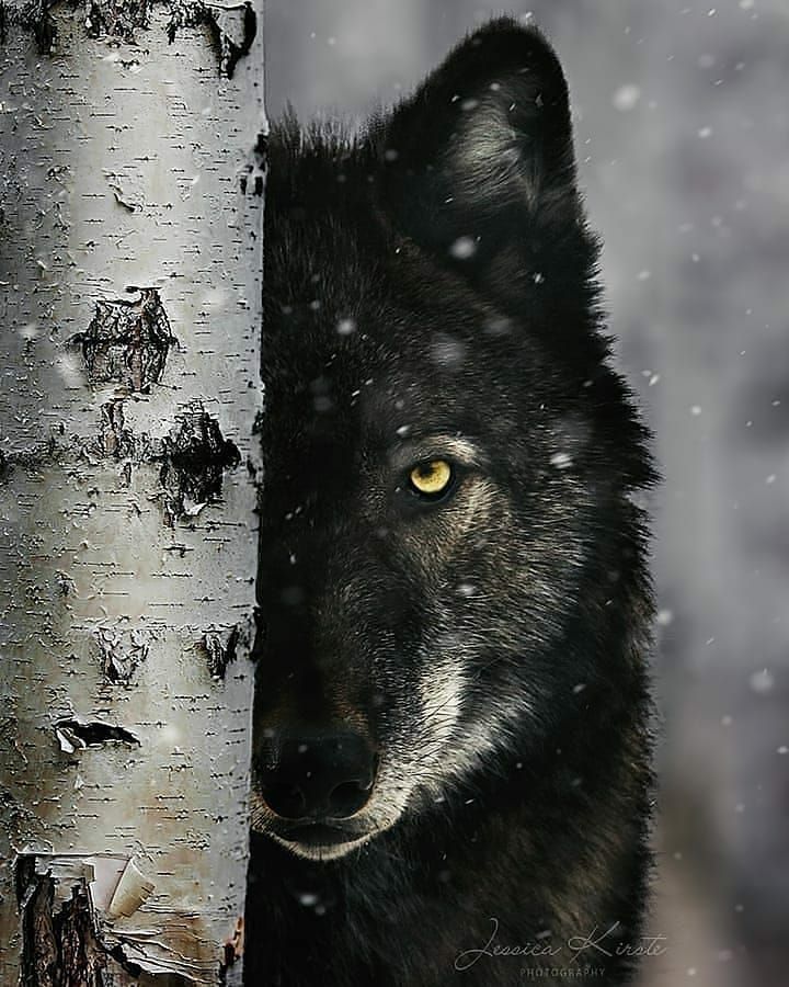 I'm looking at you Wolves! 
<a href="/TimbWolvesAD/">THS Wolves Athletics</a> <a href="/TLineSoccer/">TLineGirlsSoccer</a> <a href="/WolvesXC_701/">Timberline XC</a> <a href="/dance_ths/">THS Dance</a> <a href="/timberlinechee1/">timberlinecheer</a> <a href="/Timberlinesocc/">TIMBERLINE BOYS SOCCER</a> <a href="/Tline_Fball/">Timberline Wolves Football</a> <a href="/timberlineVB/">TimberlineVolleyball</a> 
Are you Ready for Fall Sports? Only 13 Days left! Check this link to see if your paperwork is all in tinyurl.com/TLineParentPap…
Contact Fitz!