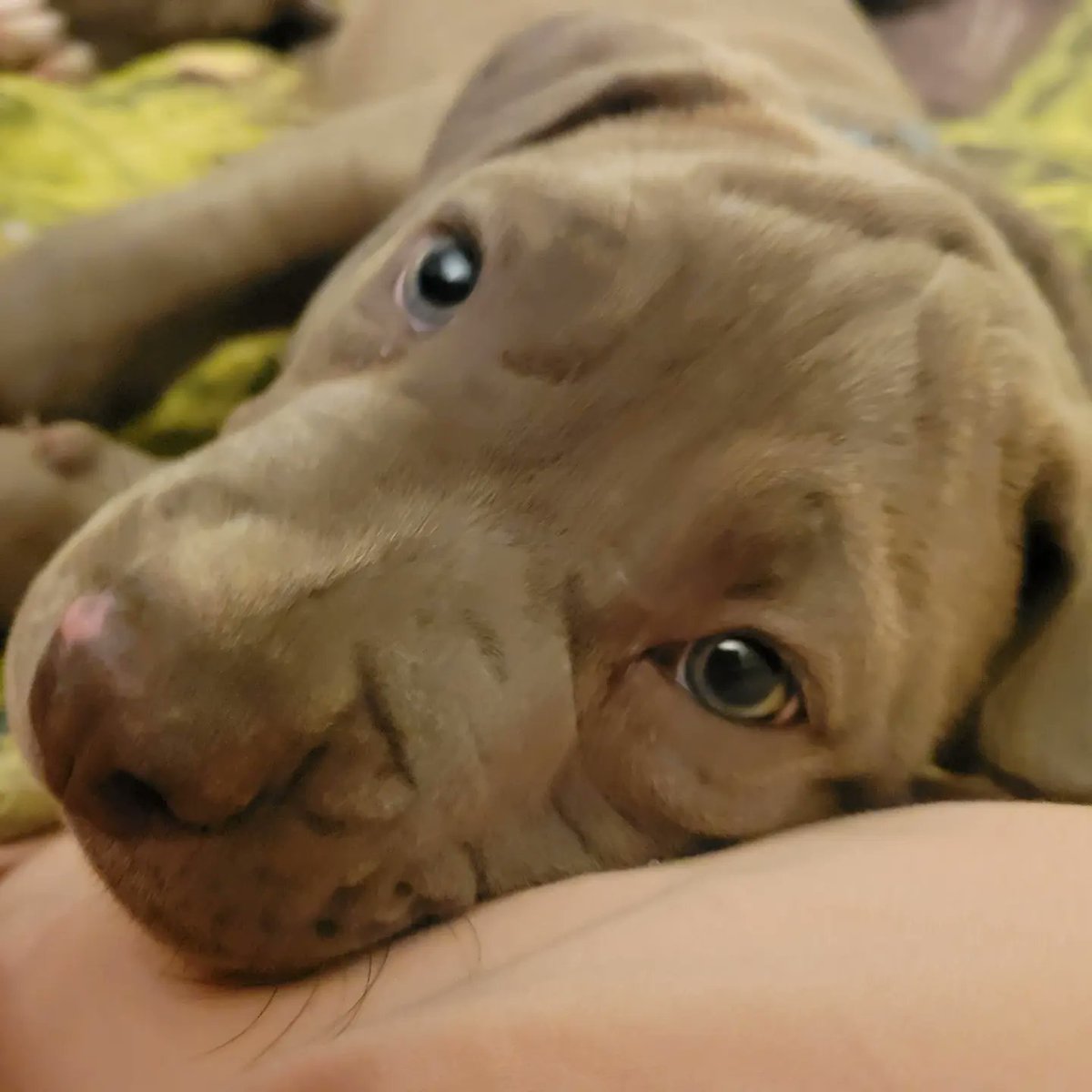 WidowedM's tweet photo. New baby. 
#puppy https://t.co/UKlTlQaxlG