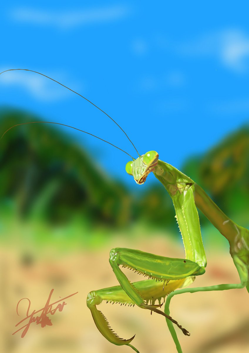 カマキリ のイラスト マンガ コスプレ モデル作品 139 件 Twoucan