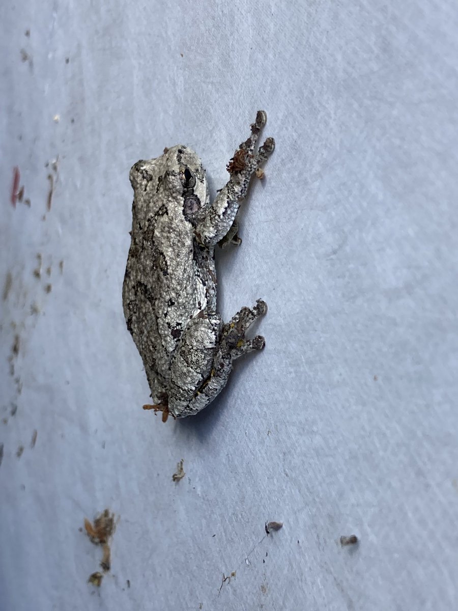 puttsandmutts's tweet photo. I have never seen a frog like this, I think it’s called a Gray Tree Frog. It looks just like tree bark. Hanging out on our shed. #Frogs #GrayTreeFrog #Herpetology #TwitterNatureCommunity https://t.co/5hoArckgoM