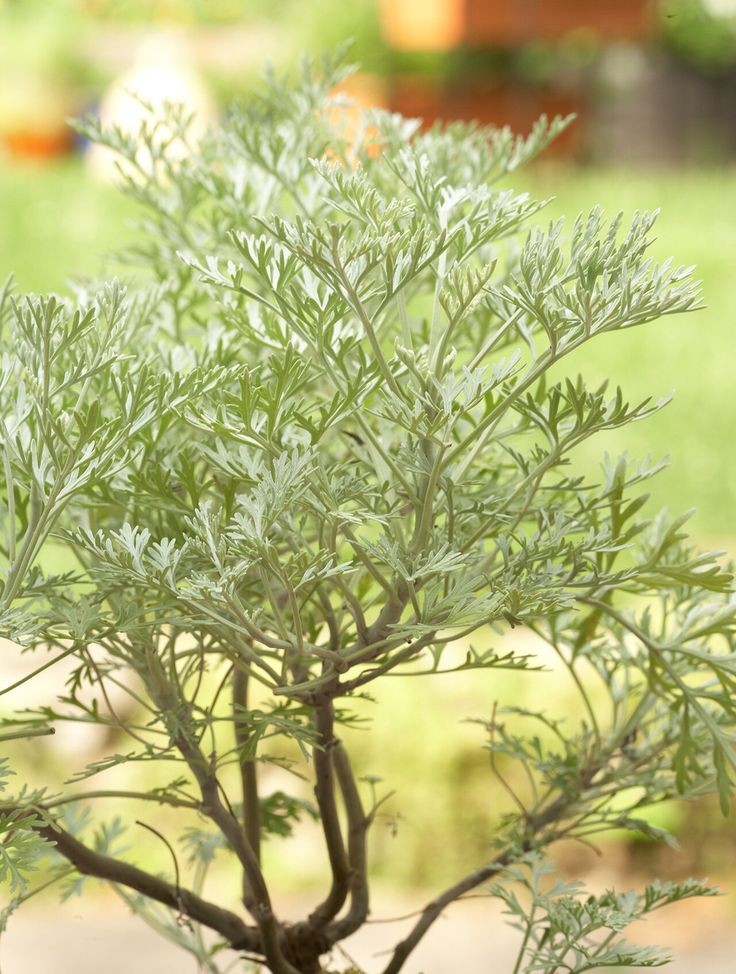 ニガヨモギ Twitter Search Twitter