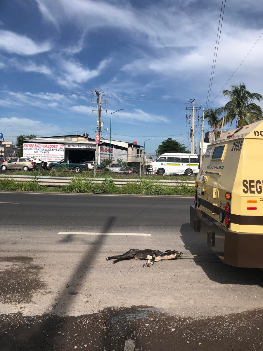 Plu2Desampara2's tweet photo. .@SomosCometra Compartimos denuncia de Cuautla Morelos, reportan a empleados de la empresa #Cometra quienes presuntamente arrastraron a un pequeño perro quien perdió la vida. 

@MrElDiablo8 https://t.co/t0vavzpwCx