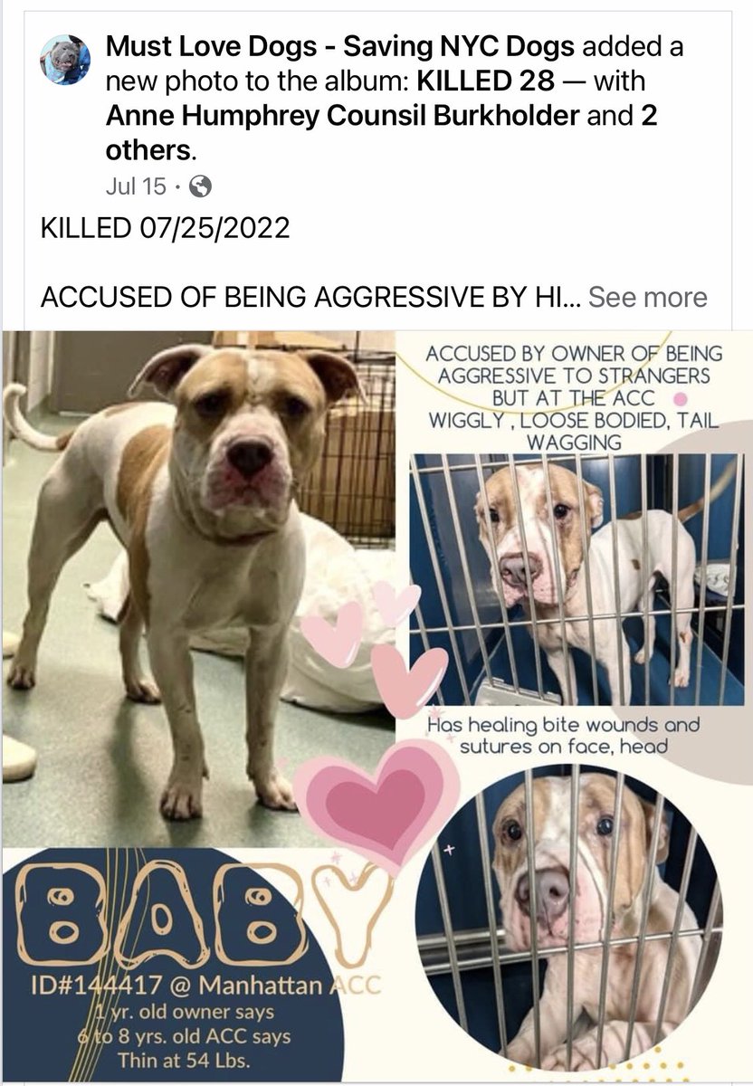 woehrlejill's tweet photo. MURDERED BY NYCACC KNOWING THE OWNERS 
LIED ABOUT THIS WIGGLY, FRIENDLY, SCARED PUPPY! https://t.co/um2CptmVsc