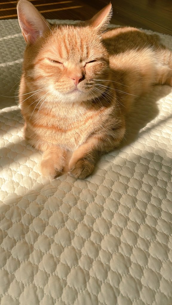 uni0324_uni's tweet photo. 光合成する草タイプ猫
#猫
#猫がいる暮らし 
#光合成 
#草タイプ 
#草タイプポケモン
#食べ残しで回復もできるよ https://t.co/gn1DMY0pn9
