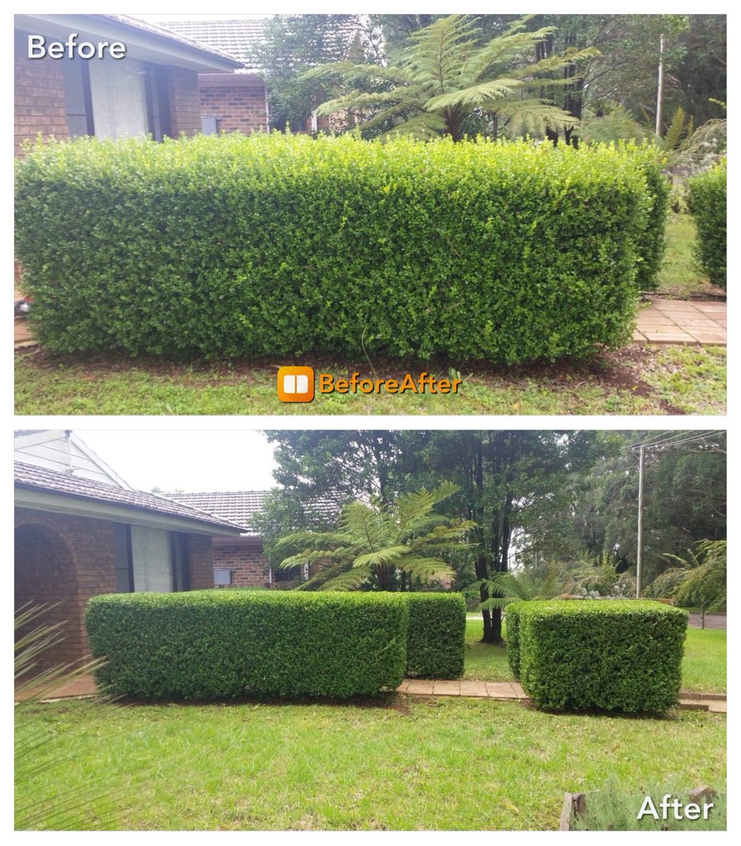 madmel2002's tweet photo. Canberra gardens by RPM Garden and Property Maintenance 
#cbr #Canberra #ACT #gardenlife #gardening #Garden #PropertyMaintenance https://t.co/iwZwvZsho5