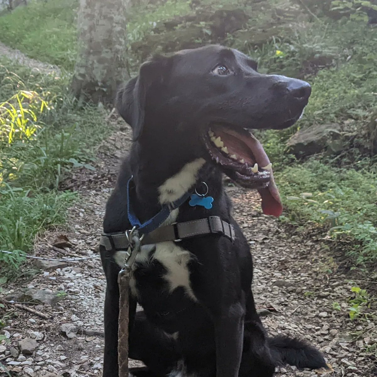 zemanation's tweet photo. Jimmy Chew is still available. Can now confirm he does very well on road trips, at campgrounds, and on hiking trails. I'm not convinced he appreciates art, but he's good at holding a pose when he's too tired to run away. https://t.co/Wthw3YTOQO