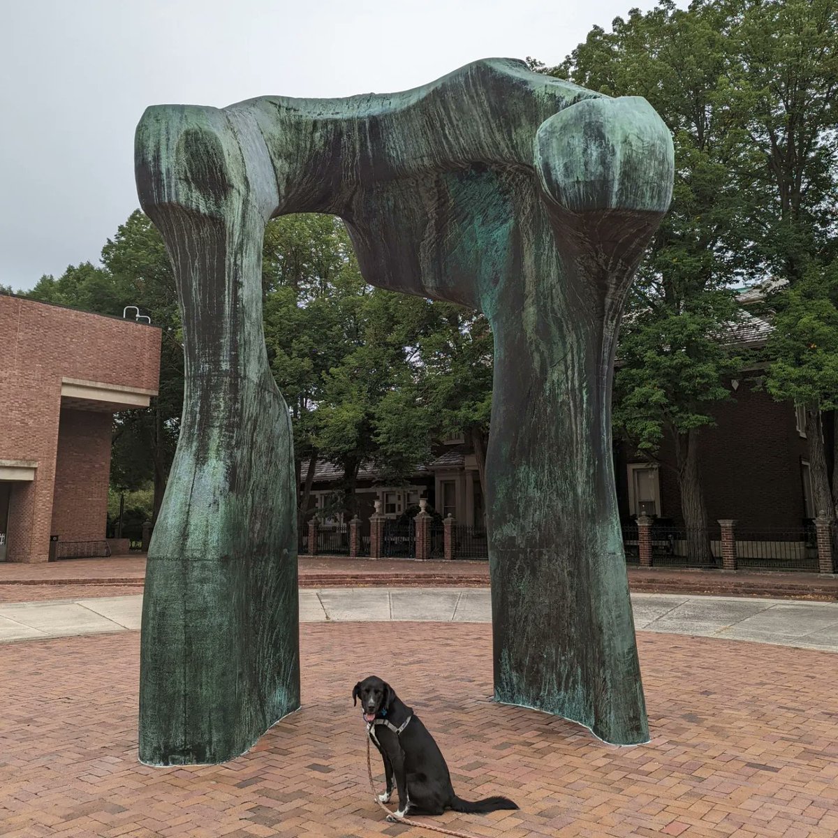 zemanation's tweet photo. Jimmy Chew is still available. Can now confirm he does very well on road trips, at campgrounds, and on hiking trails. I'm not convinced he appreciates art, but he's good at holding a pose when he's too tired to run away. https://t.co/Wthw3YTOQO
