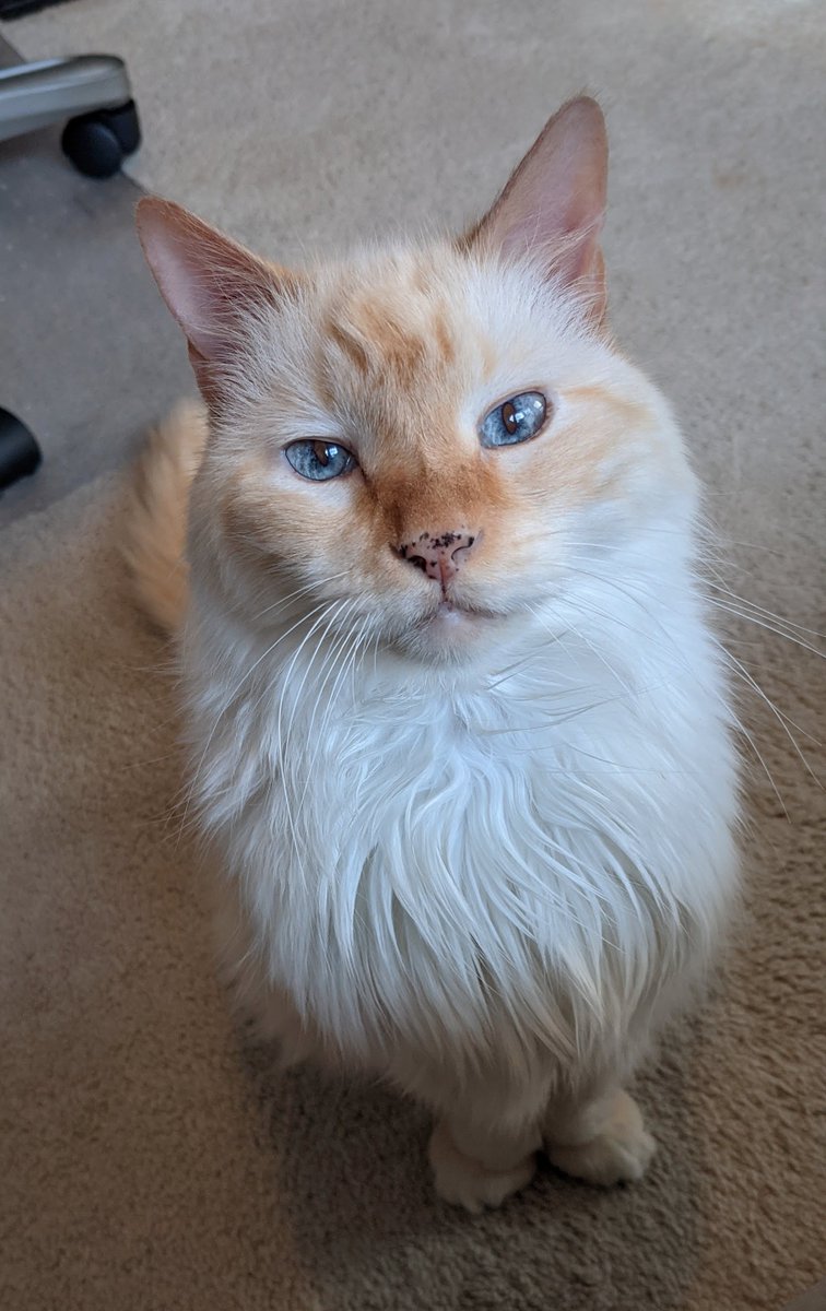 Yashuntafun's tweet photo. We said goodbye to our beautiful boy today. He filled our lives with so much love and so many smiles. I’ve never known a sweeter cat. My heart is broken today, but my life has been so blessed for having him in it. Love you forever, Ridley. https://t.co/n1CUicioIa