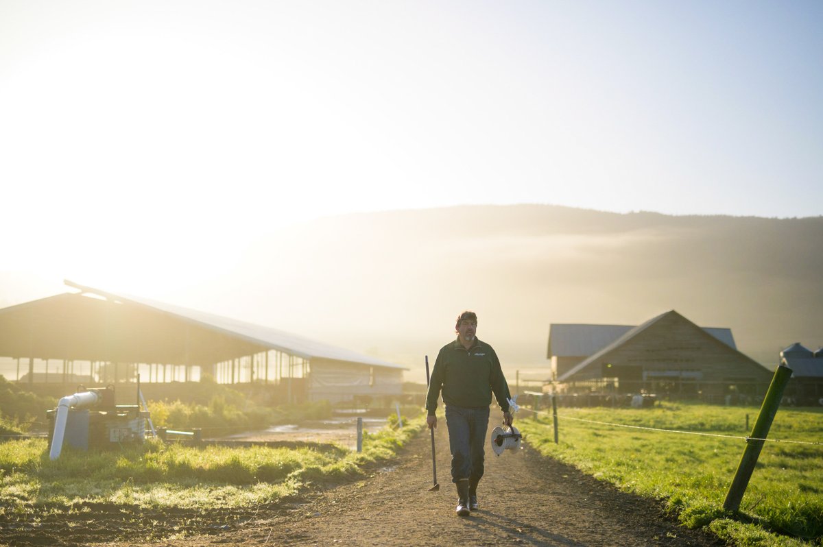 An early bird gets the worm. An early riser gets so much more... ☀️

#alexandrefamilyfarm #A2dairy #dairyfarmer #regenerativedairy #familyfarm #farmlife #farmerlife #sunrise