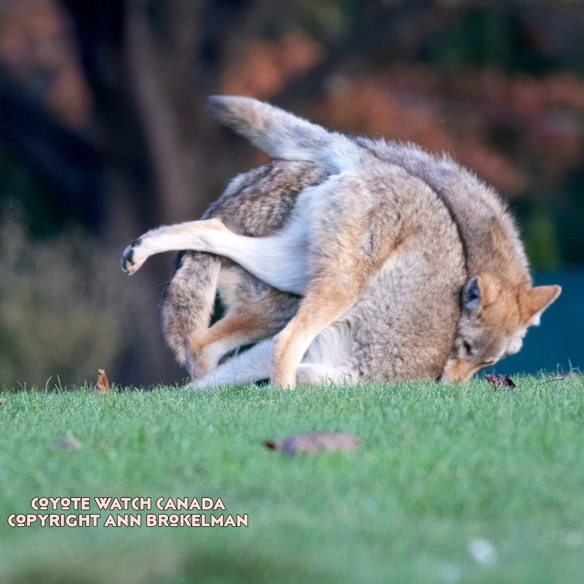 - Motivation Monday -

Coyotes love to play. Often.

How often do you play?

#canidfamily #coyotes #MotivationMonday #animalplay #wildlife #coyotesRcool #coyotefamily #onpoli #nature