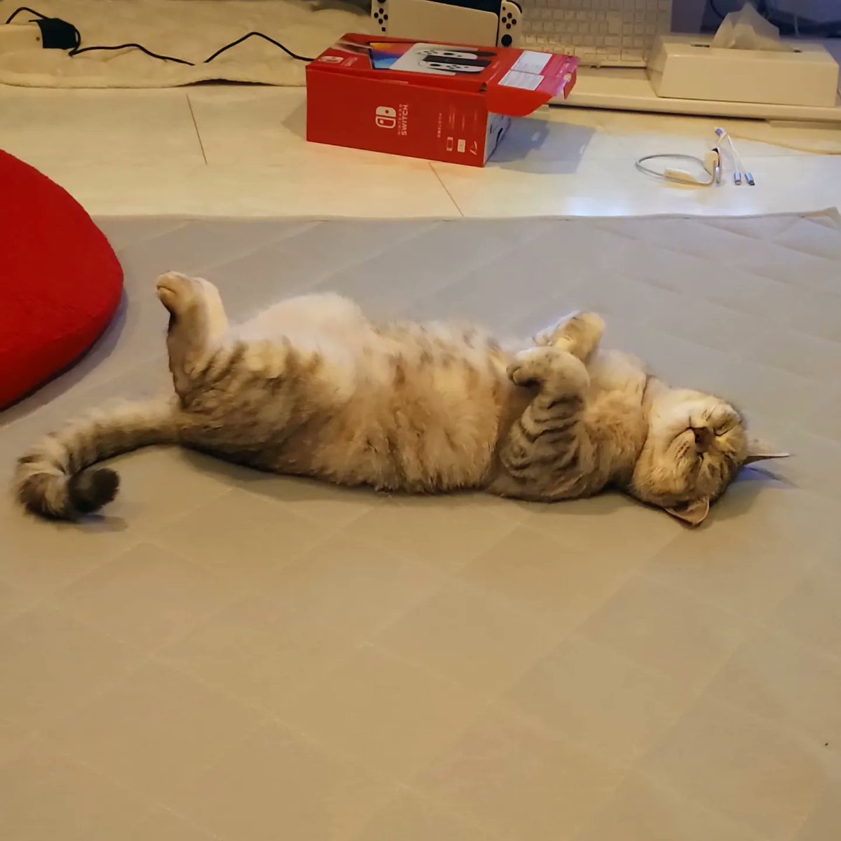 taiga_taj's tweet photo. 落ちてます。（笑）

#cat #ヘソ天 #猫のいる暮らし #サバトラ https://t.co/By0lGl2abd