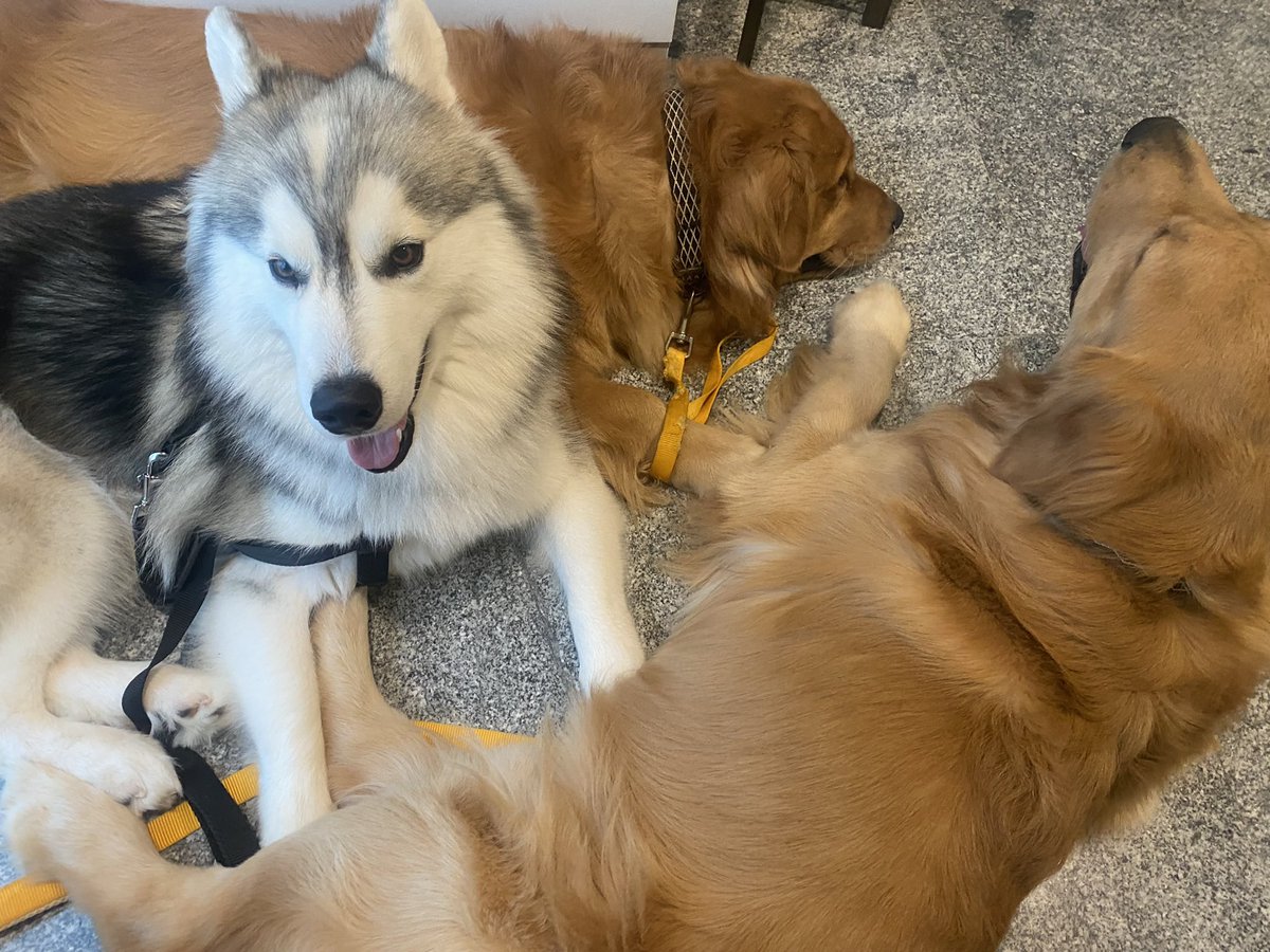 PetThonglor's tweet image. ขอบคุณปะป๊า ของ3B 🐶🐶🦊@Benzalert_np 
แอบเอาของขวัญ TRELAZNEB มาแจกคุณหมอและพี่ๆสตาฟในรพ.
🥰💙🙏🏻
#BENZALERT
#แบตเตอรี่ของอเลิ๊ต
#Thonglorpethospital