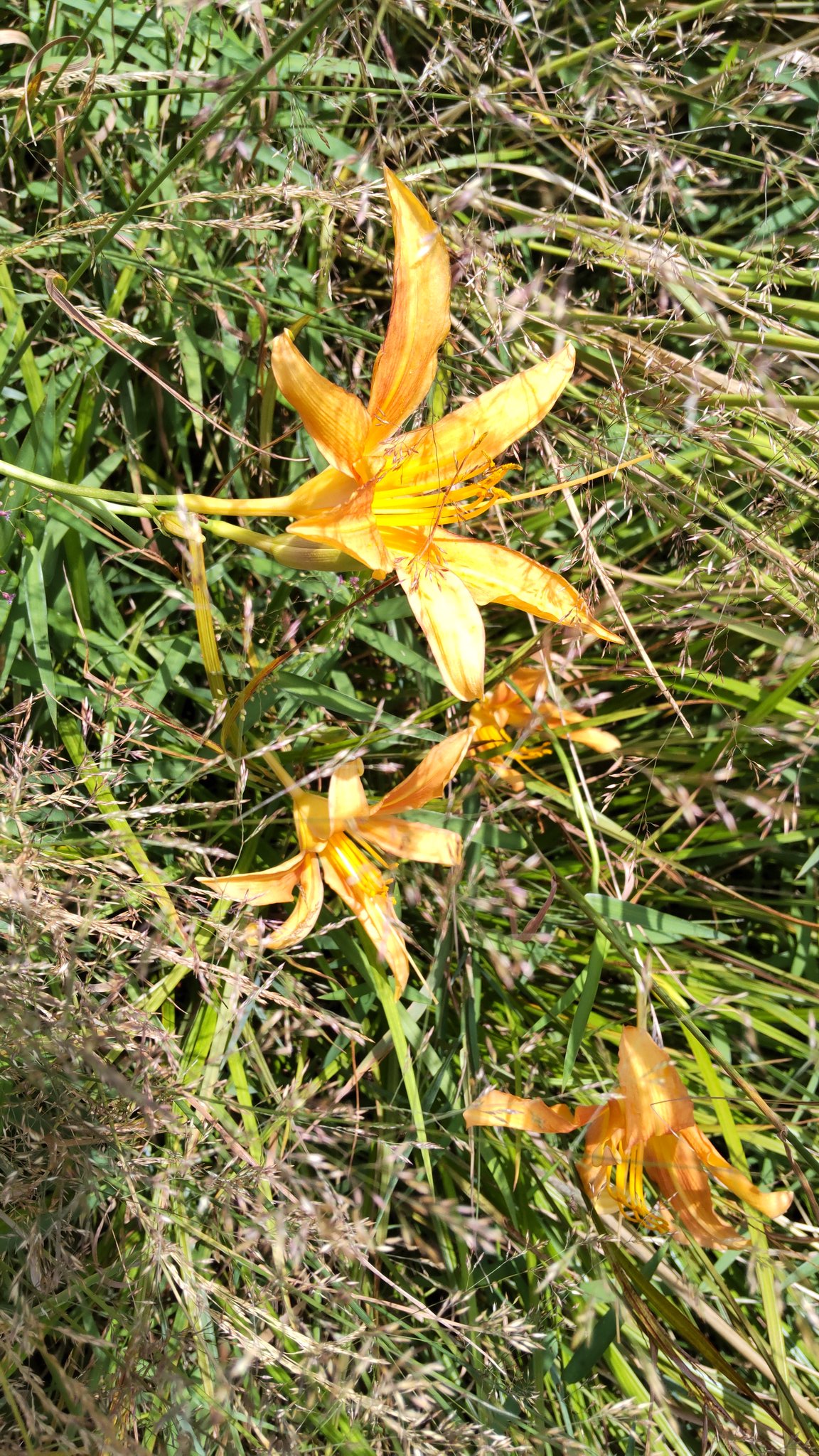 霜深 ノカンゾウ 草やぶの中に咲いてました なかなか見当たらない花ですね 希少植物です ヤブカンゾーはいっぱいありますが ノカンゾー 希少植物 T Co Cdt9q2kidb Twitter